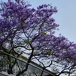 Pimenta Downtown * Funchal (Madeira)