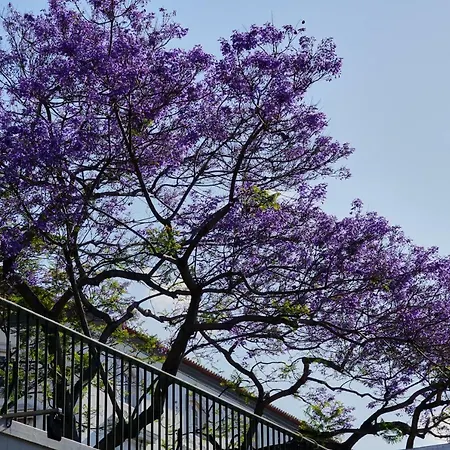 Pimenta Downtown * Funchal