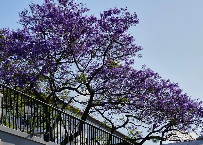 Pimenta Downtown * Funchal (Madeira)