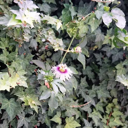 Pimenta Funchal Downtown Funchal (Madeira)