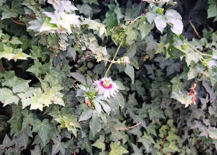 Pimenta Downtown Φουνκάλ